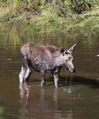 moose image