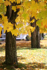fall foliage image